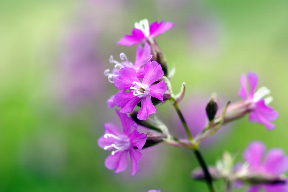 Lychnis Viscaria